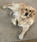 Perro sobre una alfombra en un hogar de Pamplona, Navarra